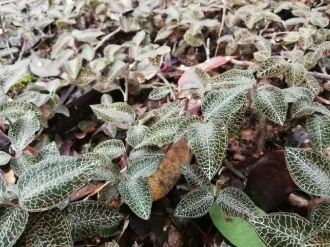 Wuhan-en Txinako zientzialariek Anoectochilus Roxburghii desblokeatzen dute 20 urteko ikerketaren ondoren eta 1. mailako ikerketa-droga berritzailea arrakastaz garatu dute