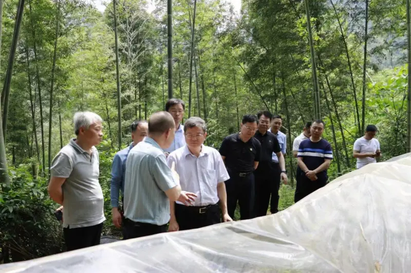 Liu Shurenek, Basogintza eta Belardien Administrazio Nazionaleko Garapen eta Erreforma Saileko zuzendariak Anxin Shibawan Anoectochilus landaketa-basea ikertzen du.